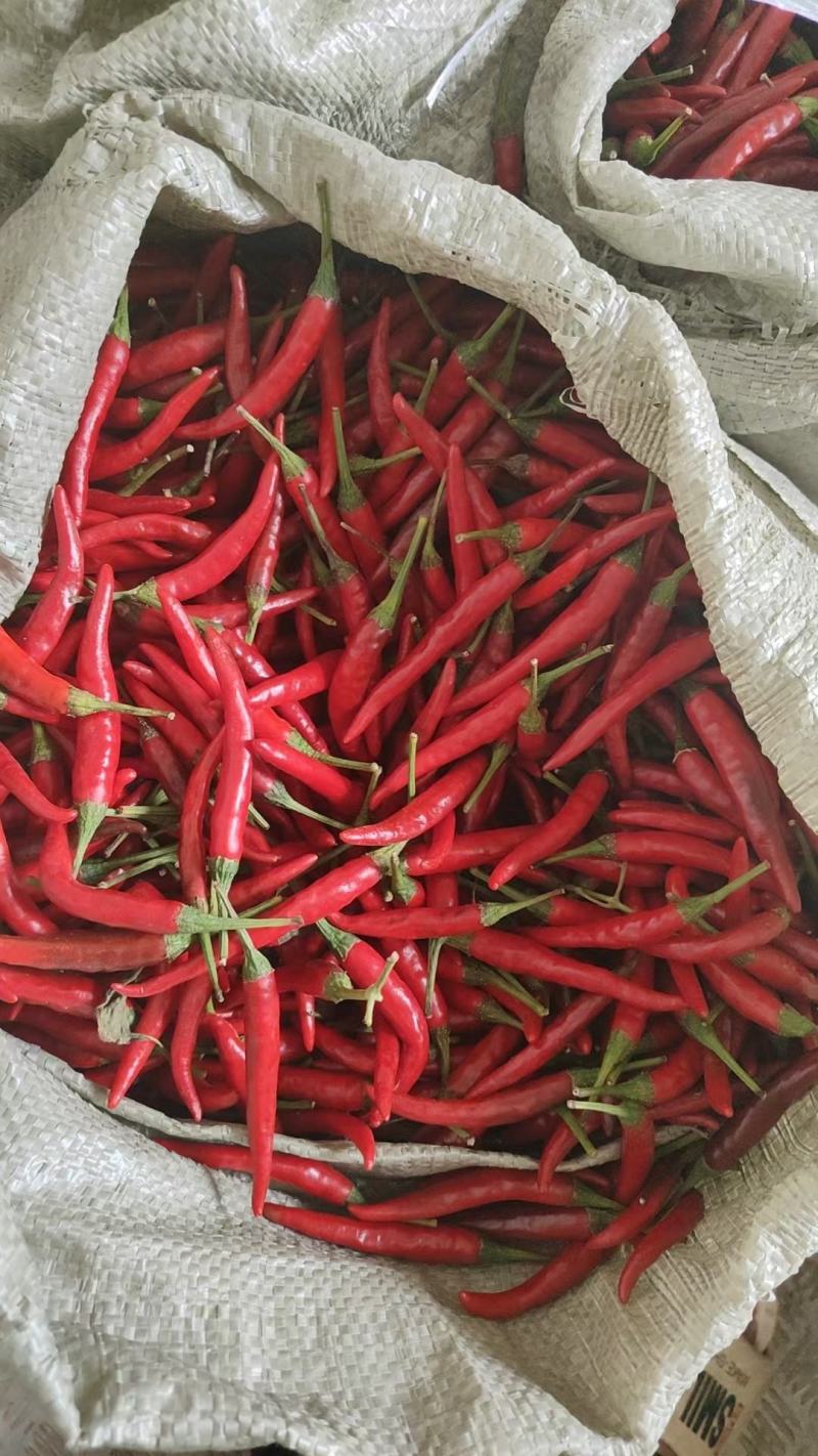 精品小米椒大量供应电商超市批发商，产地发货一手货源批发