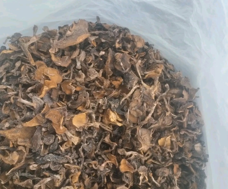 辽宁朝阳松蘑出售！量大！肉厚！***********