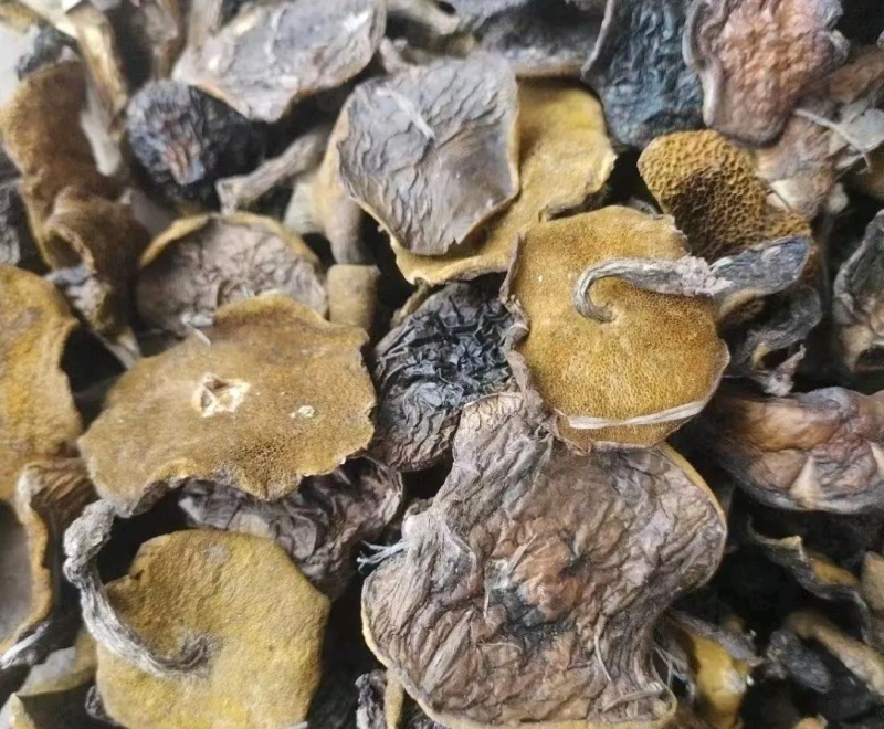辽宁朝阳松蘑出售！量大！肉厚！***********