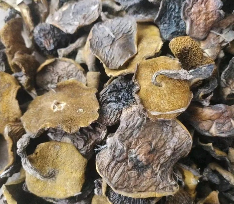 辽宁朝阳松蘑出售！量大！肉厚！***********