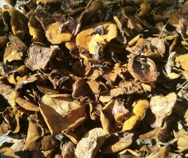 辽宁朝阳松蘑出售！量大！肉厚！***********