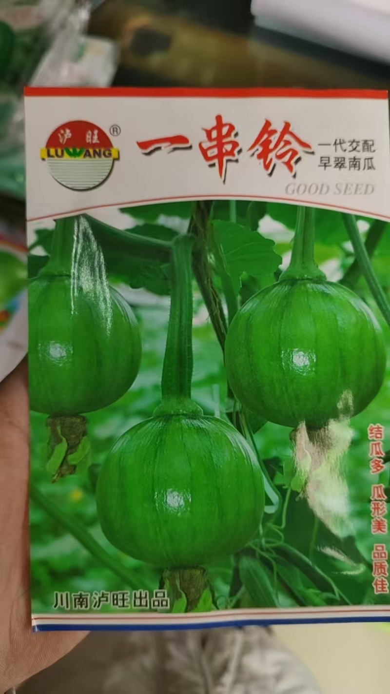 早熟小南瓜种子嫩南瓜种子一串铃南瓜种子节节有瓜
