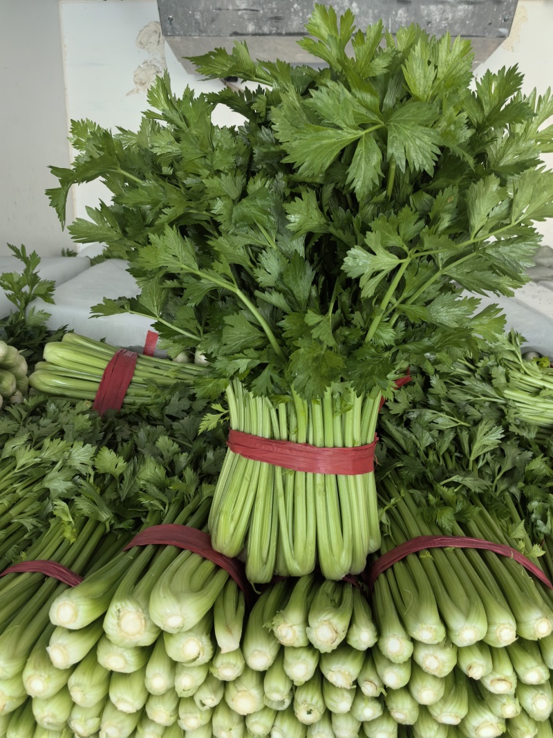 芹菜大棵芹菜小棵芹菜黄白亮水洗芹菜装袋芹菜