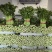 芹菜大棵芹菜小棵芹菜黄白亮水洗芹菜装袋芹菜