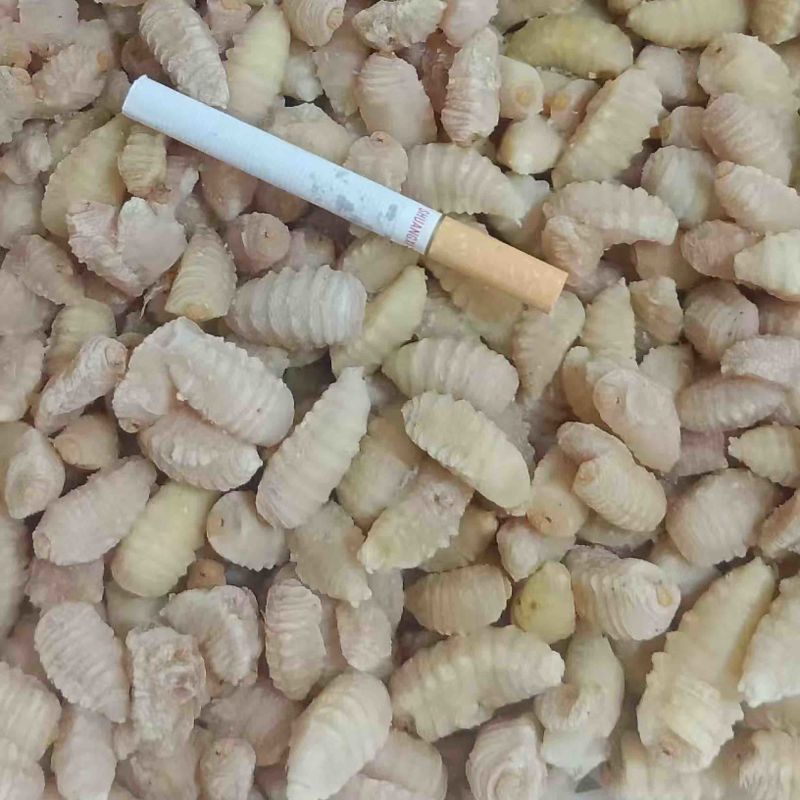 金环三级挑了内脏