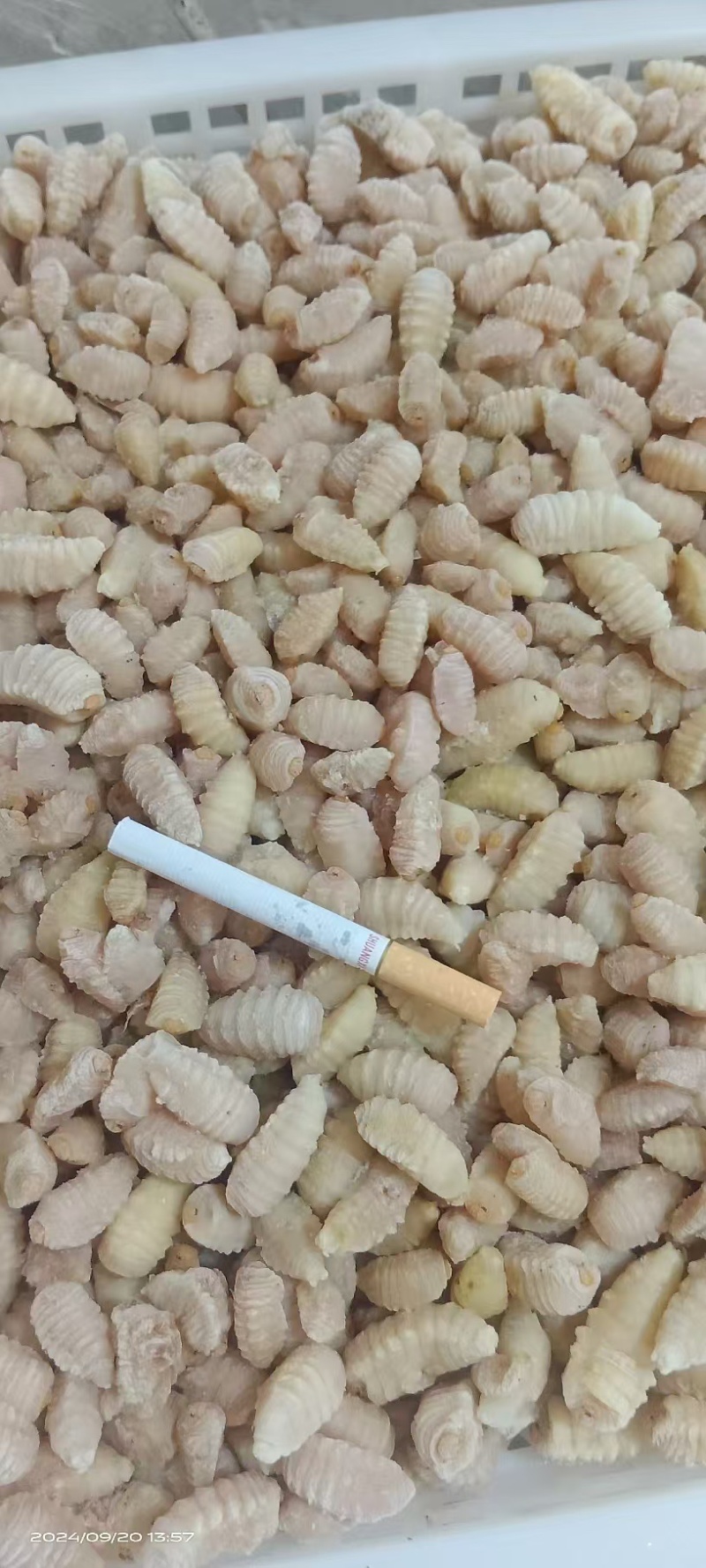 金环三级挑了内脏