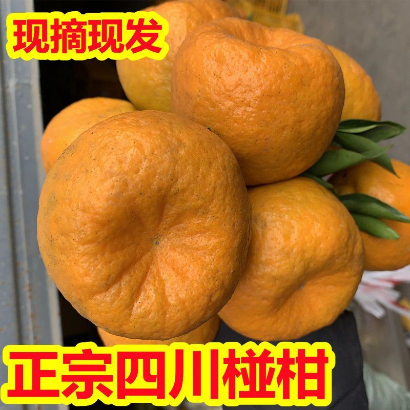 【超甜】正宗四川春见耙耙柑橘子丑橘应季新鲜水果耙耙柑桔子
