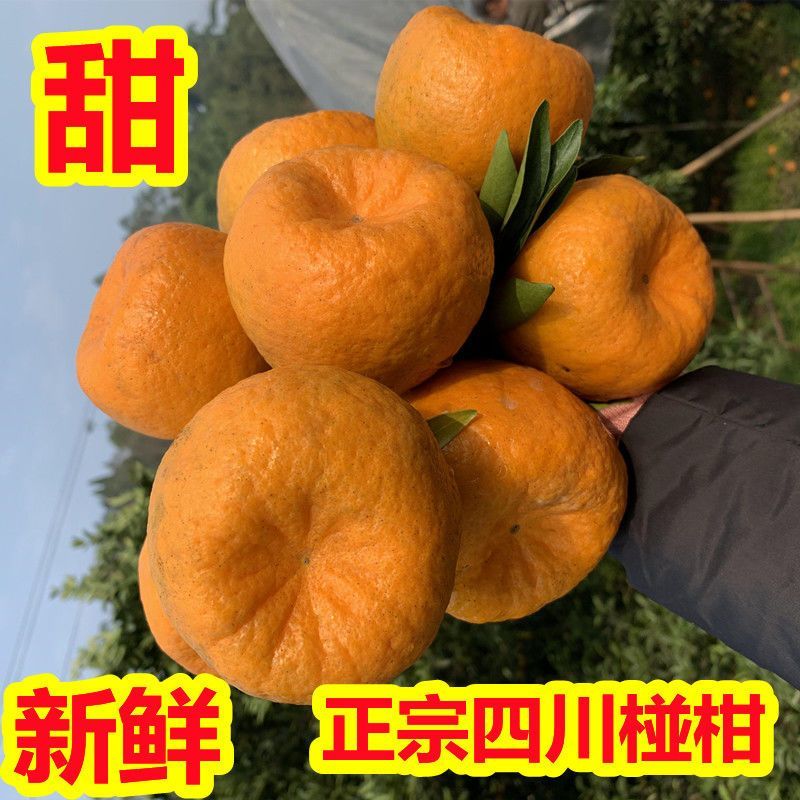 【超甜】正宗四川春见耙耙柑橘子丑橘应季新鲜水果耙耙柑桔子