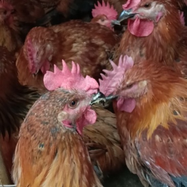 青脚麻，良凤花肉鸡