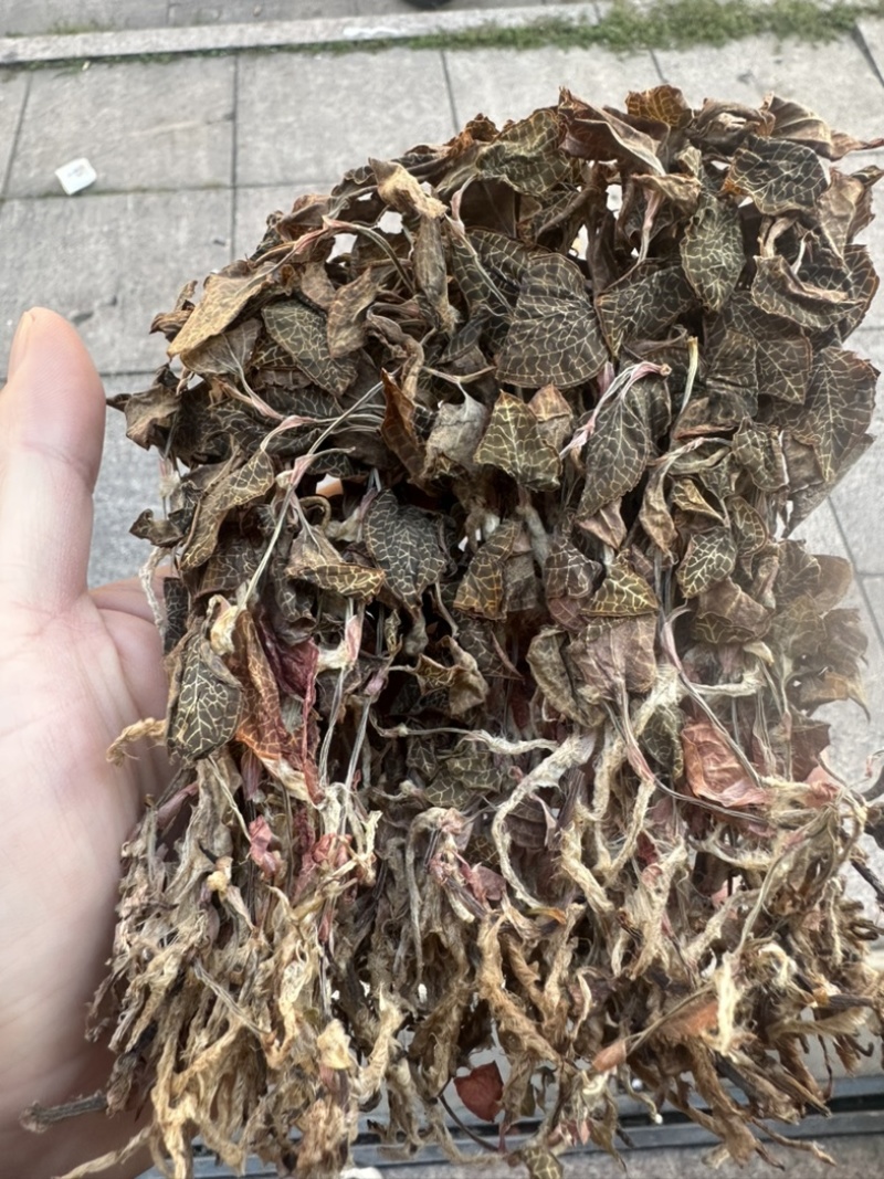 福建本地人工种植小尖叶金线莲干品新货批发零售