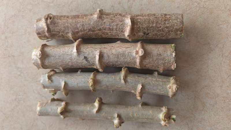 华南9种子/黄肉木薯种子/大量出货