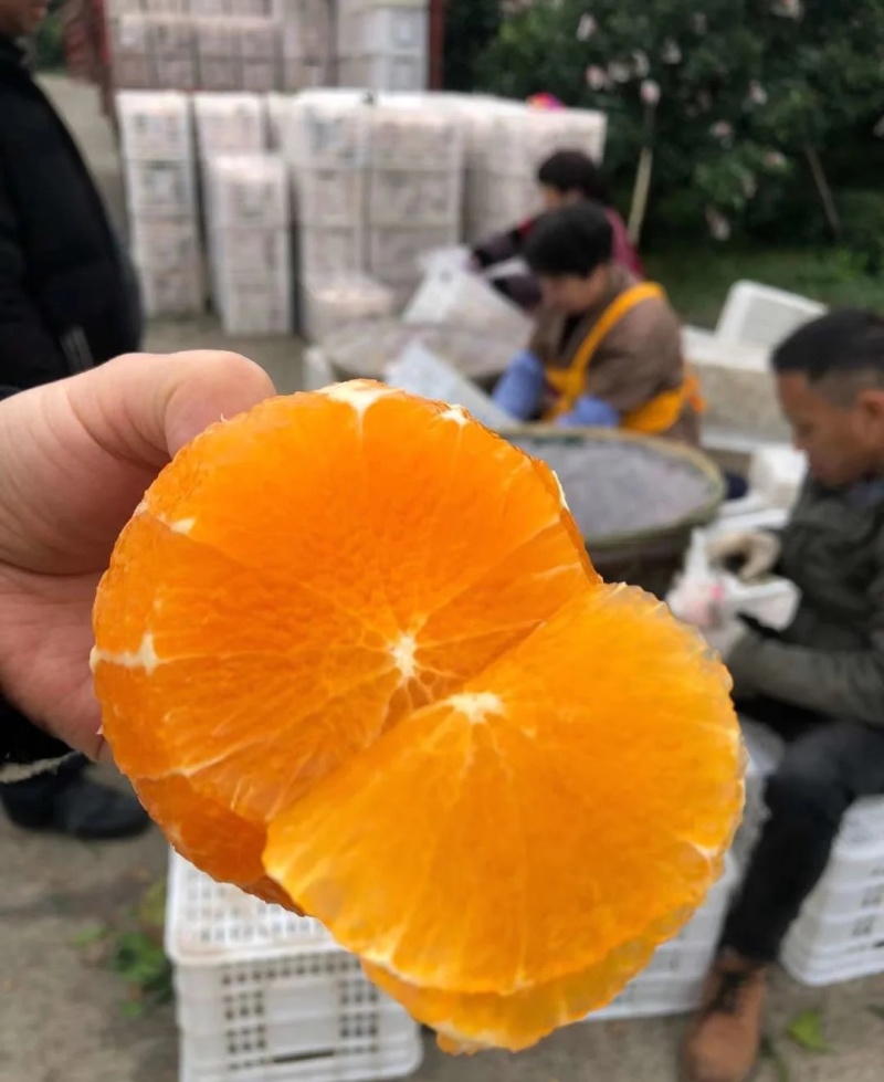 【新品种】爱媛红美人苗/早熟爱媛苗/象山爱媛28号苗
