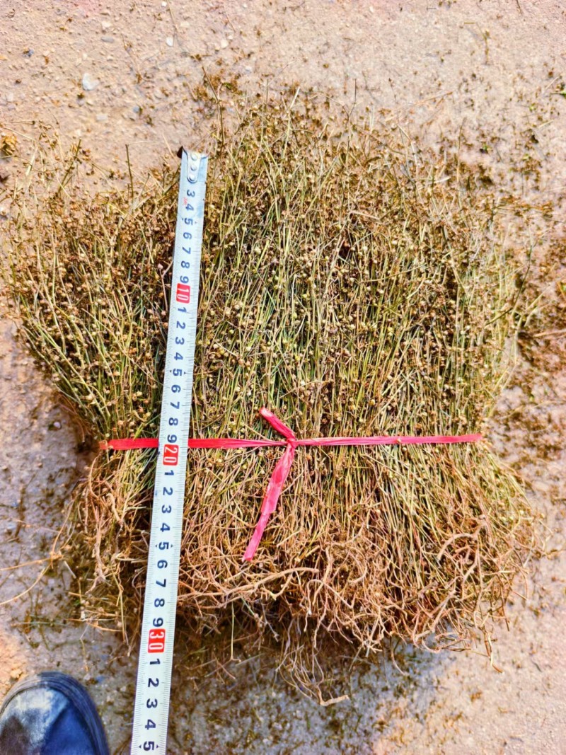白花蛇舌草，顺草捆把，颜色靓，干度好，人工挑选，产地直发