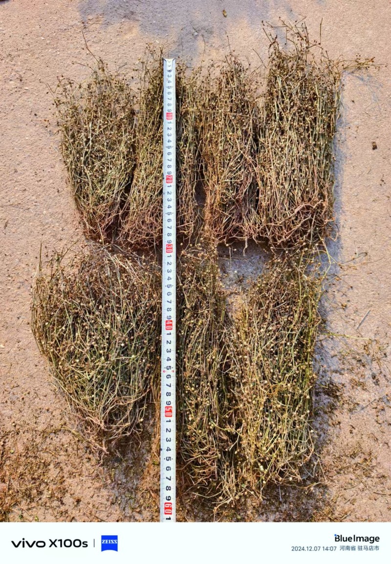 白花蛇舌草，顺草捆把，颜色靓，干度好，人工挑选，产地直发