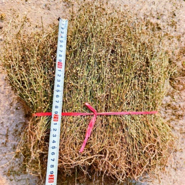 白花蛇舌草，顺草捆把，颜色靓，干度好，人工挑选，产地直发