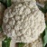 精品四川有机花菜散花青梗白面松花菜小米粒产地直销