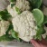 精品四川有机花菜散花青梗白面松花菜小米粒产地直销