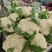 精品四川有机花菜散花青梗白面松花菜小米粒产地直销