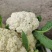 精品四川有机花菜散花青梗白面松花菜小米粒产地直销