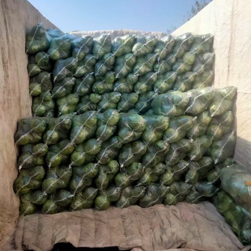 湖北【精品甘蓝】品种齐全，产地一手货源，可发各大批发市场