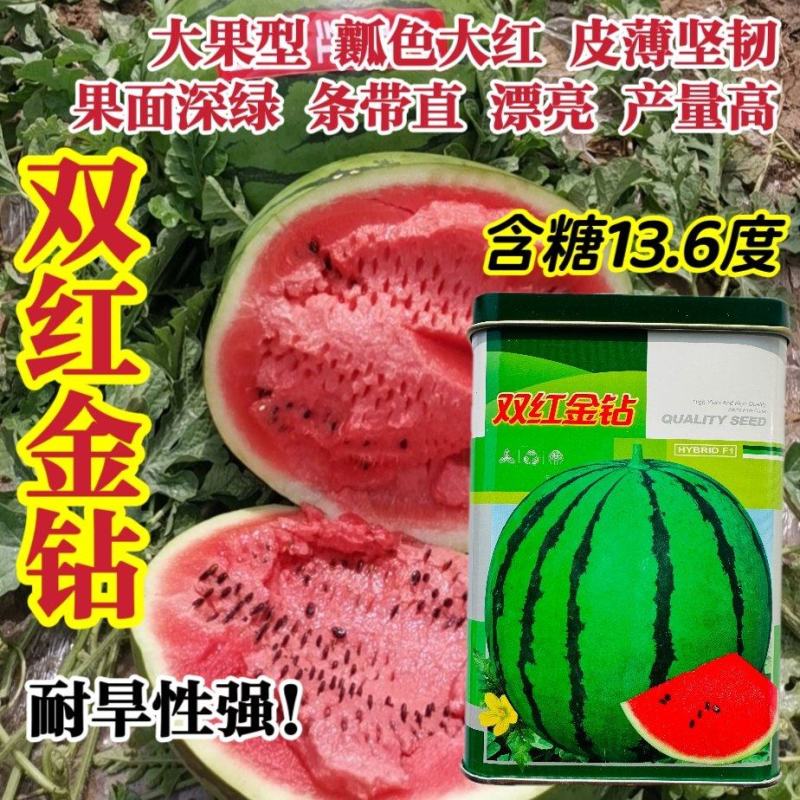 双红金钻西瓜种子特大果大红瓤高产水果种子皮薄特甜西瓜种籽