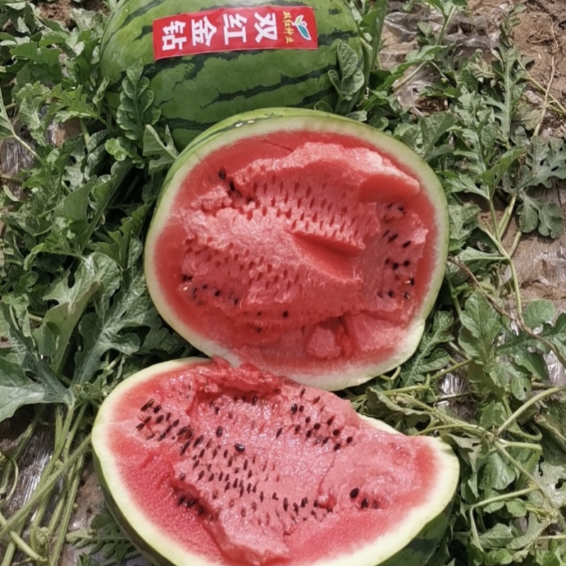 双红金钻西瓜种子特大果大红瓤高产水果种子皮薄特甜西瓜种籽