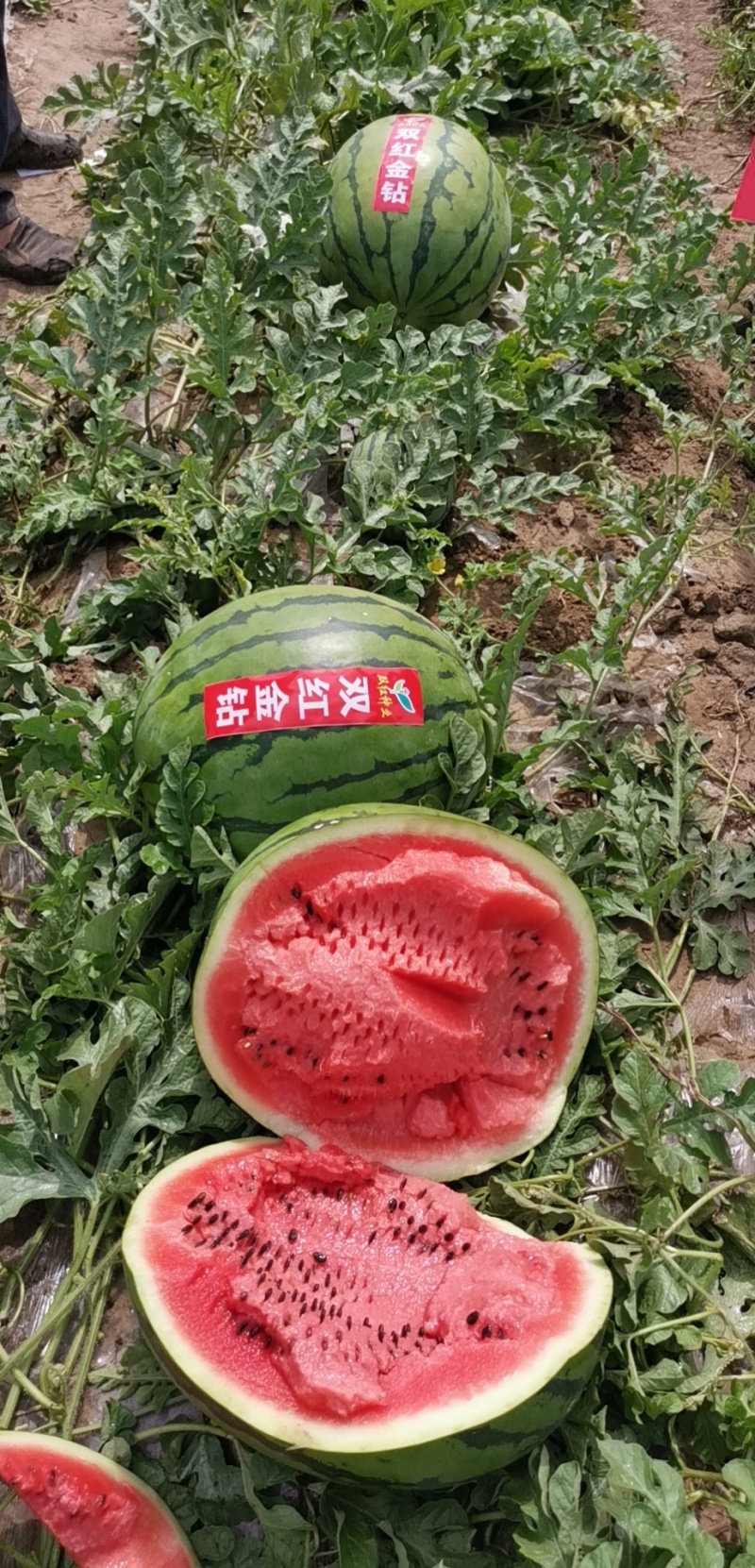 双红金钻西瓜种子特大果大红瓤高产水果种子皮薄特甜西瓜种籽