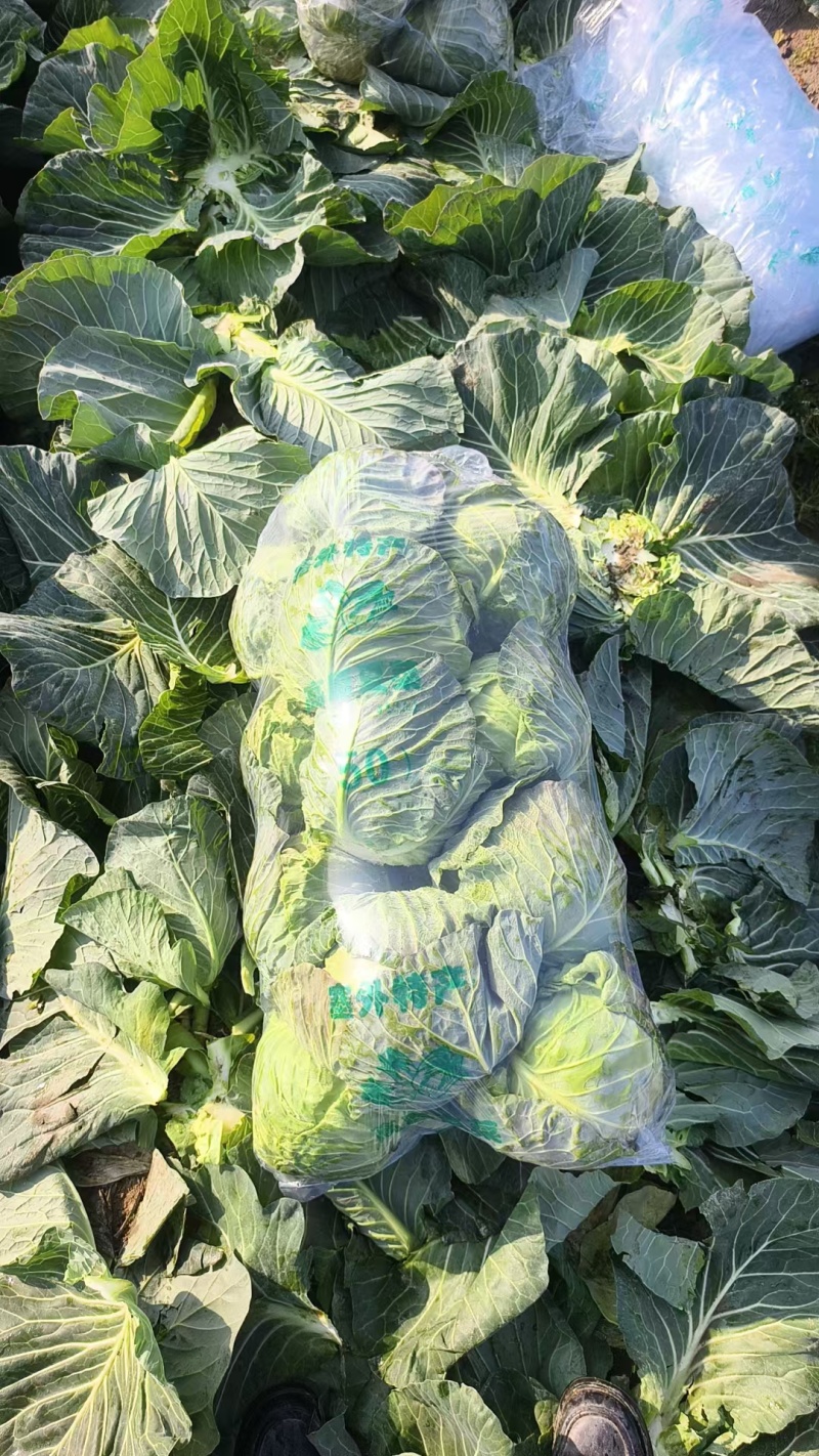 湖北【精品甘蓝】品种齐全，产地一手货源，可发各大批发市场