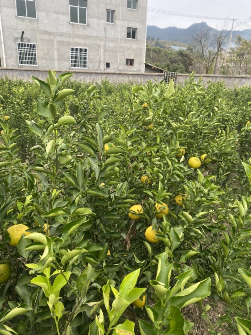 黄金贡柚苗大量供应基地直发，规格齐全，欢迎咨询。