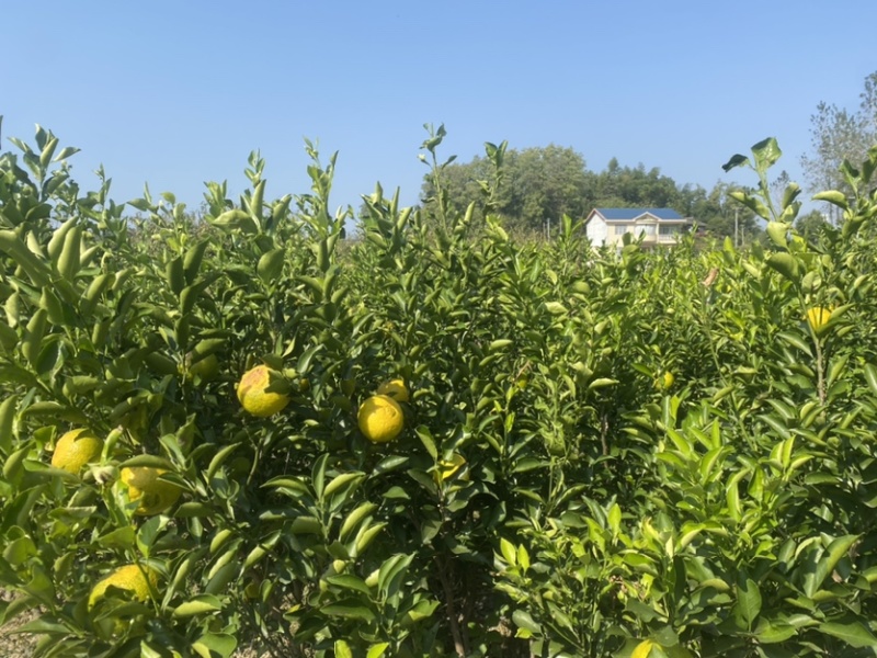 黄金贡柚苗大量供应基地直发，规格齐全，欢迎咨询。