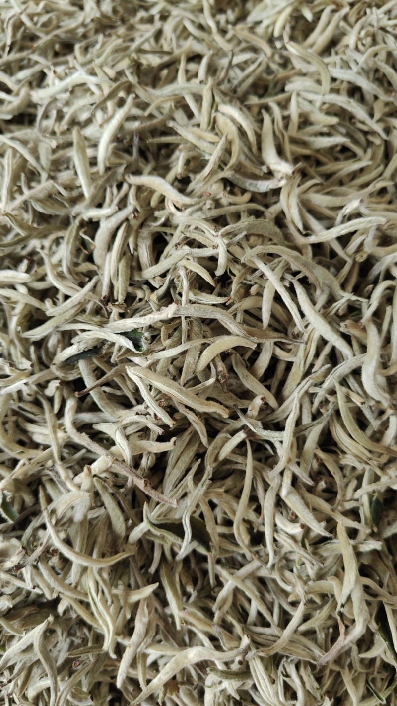 白毫银针大白牙欢迎咨询