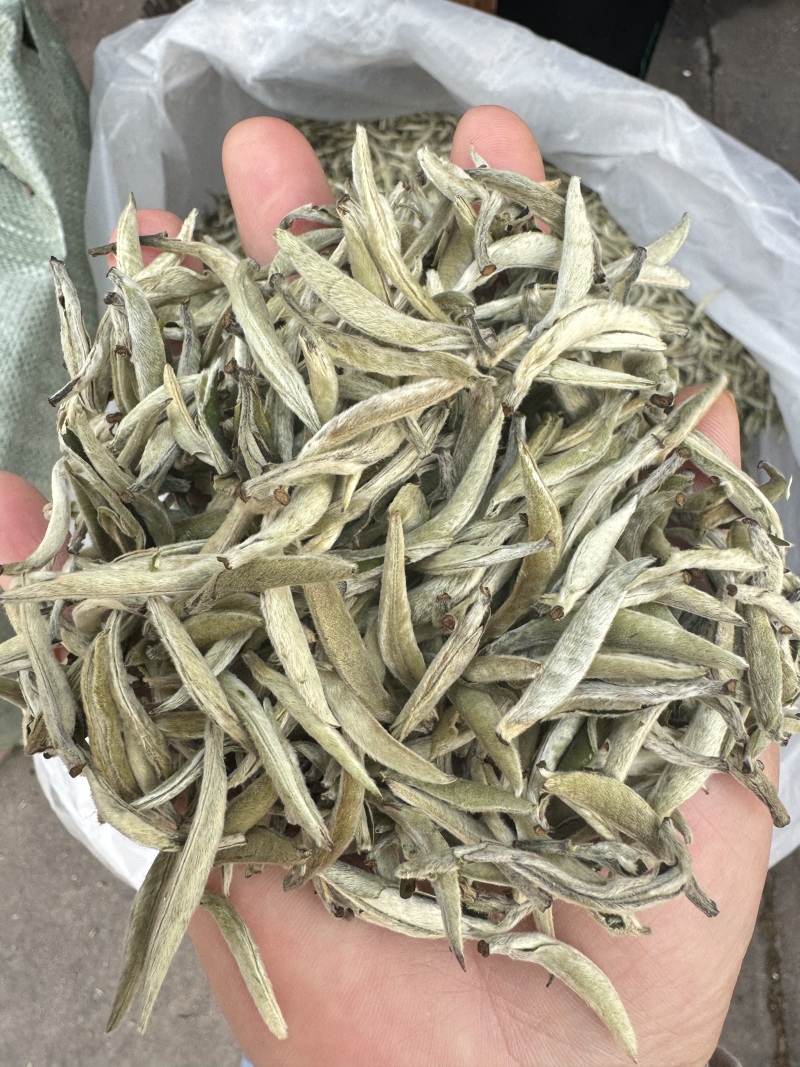 白毫银针大白牙欢迎咨询