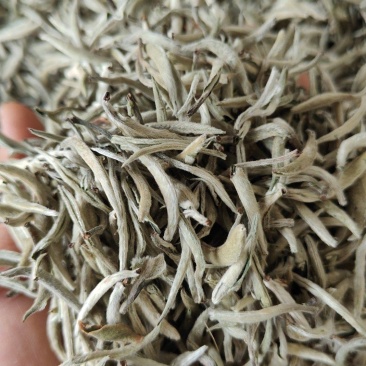 白毫银针大白牙欢迎咨询