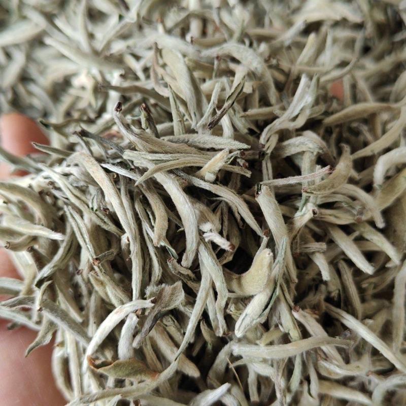 白毫银针大白牙欢迎咨询