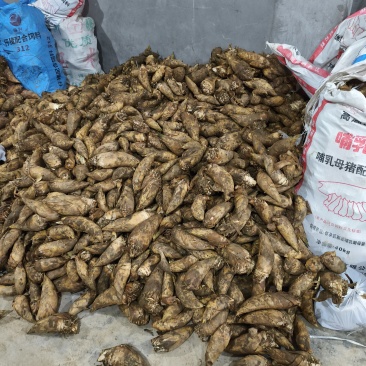 冬笋野生冬笋四川冬笋贵州冬笋江西冬笋可批发可电商代发