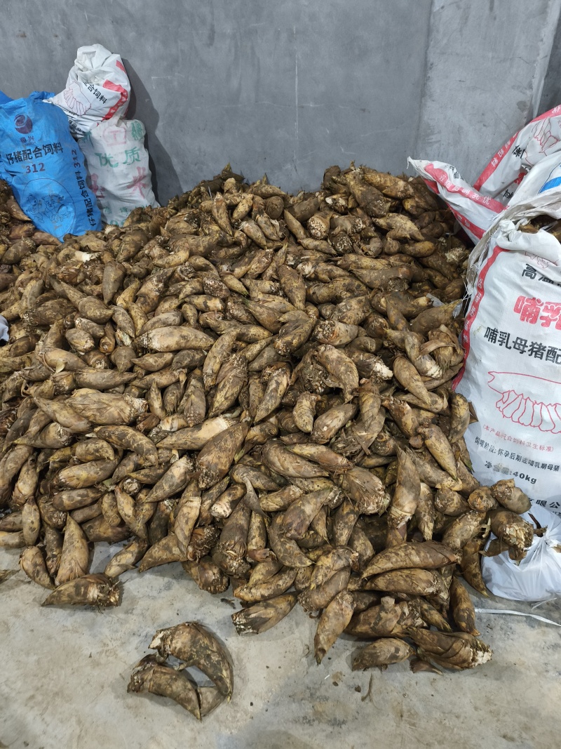 冬笋野生冬笋四川冬笋贵州冬笋江西冬笋可批发可电商代发