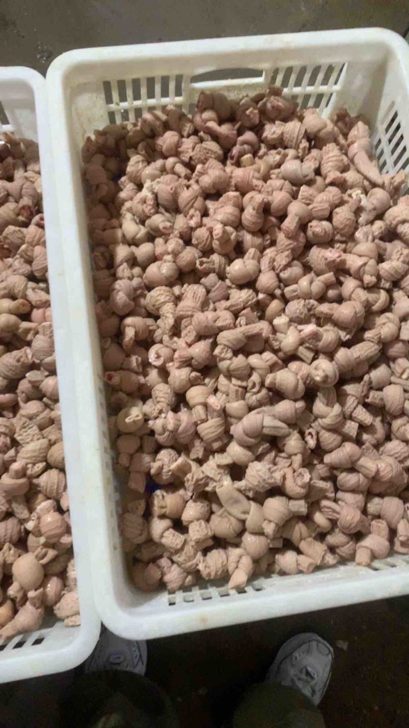猪小肠冒节子厂家新鲜屠场纯干无苦味量大稳定