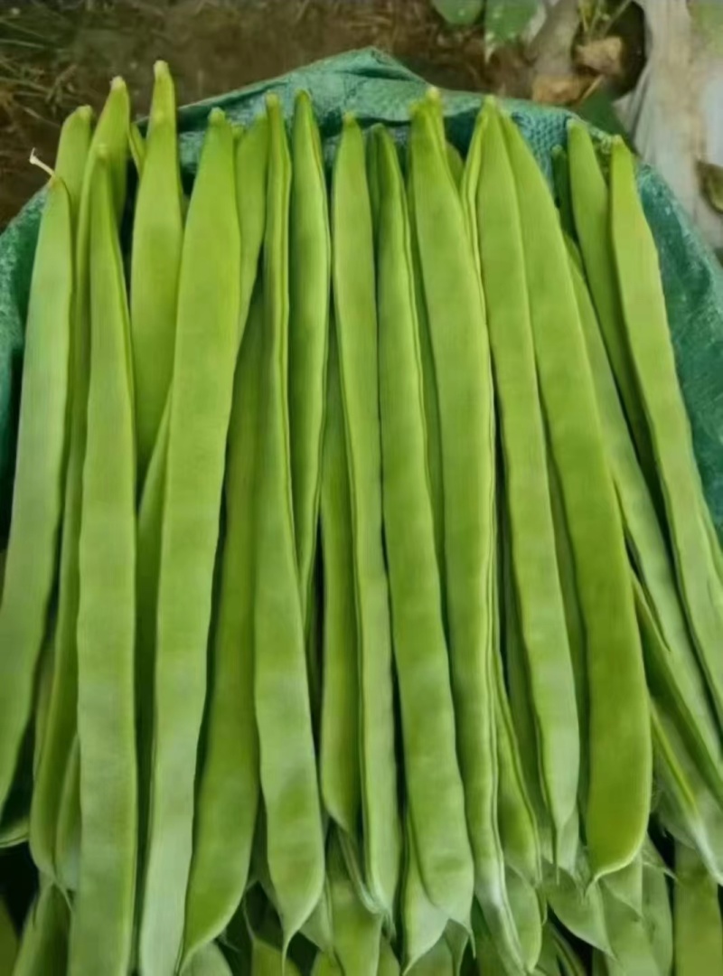 扁豆