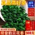 2024正宗安溪铁观音浓香型特级秋茶高山新茶叶茶农直销罐