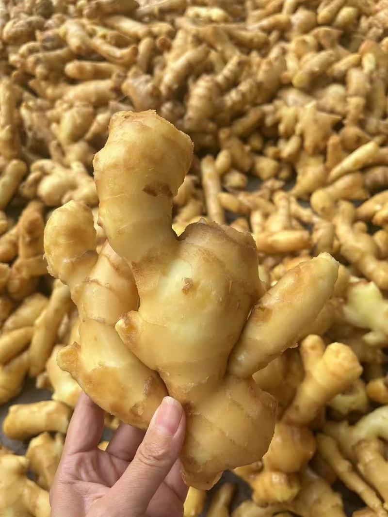 山东精品优质大黄姜大量有货，欢迎全国各地老板实地考察订购