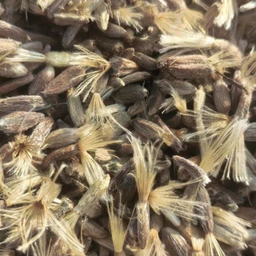 改良白术种子