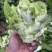 四川儿菜鲜嫩崽崽菜孢子芥角儿菜先砍现发娃娃菜南充菜一手源