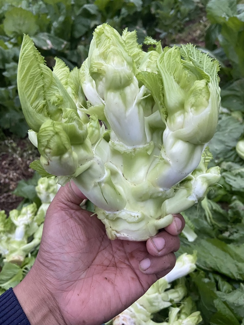 四川儿菜鲜嫩崽崽菜孢子芥角儿菜先砍现发娃娃菜南充菜一手源