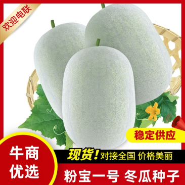粉宝一号小粉皮冬瓜蜡粉厚抗性强价格可议欢迎致电