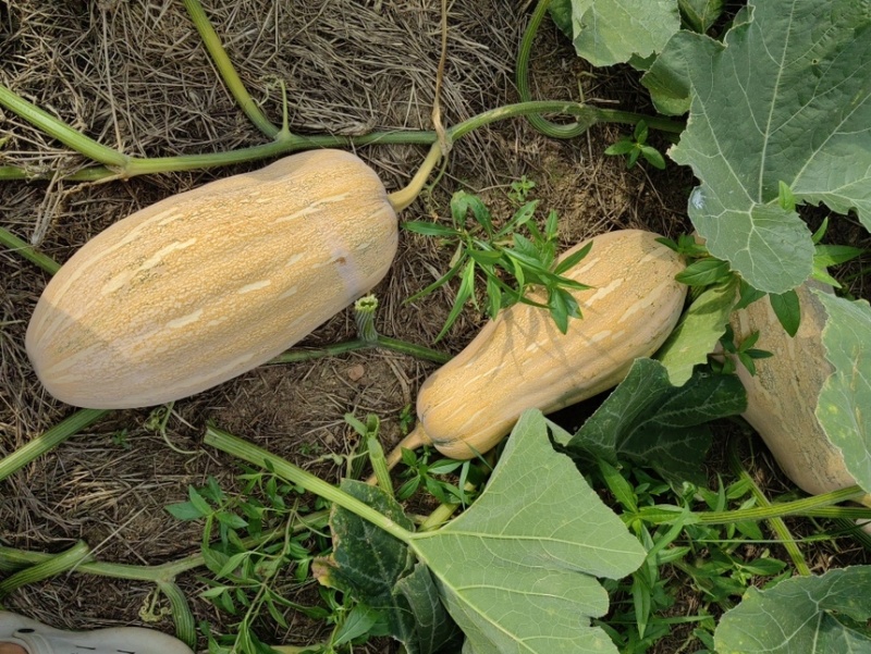 珍优蜜本南瓜甜粉糯肉厚腔小连续坐果能力强欢迎咨询