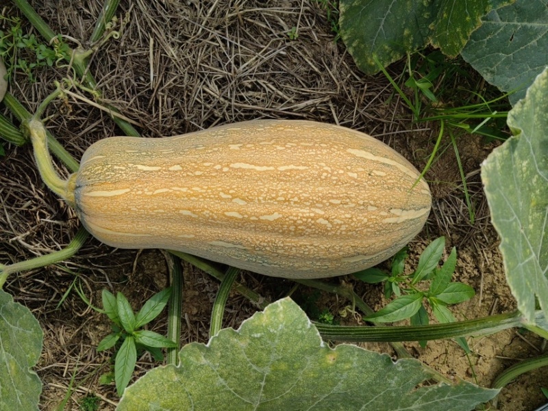 珍优蜜本南瓜甜粉糯肉厚腔小连续坐果能力强欢迎咨询
