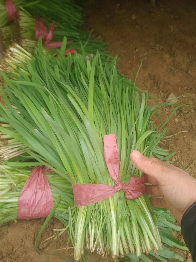 聊城莘县韭菜现已大量上市，货源充足，欢迎洽谈。