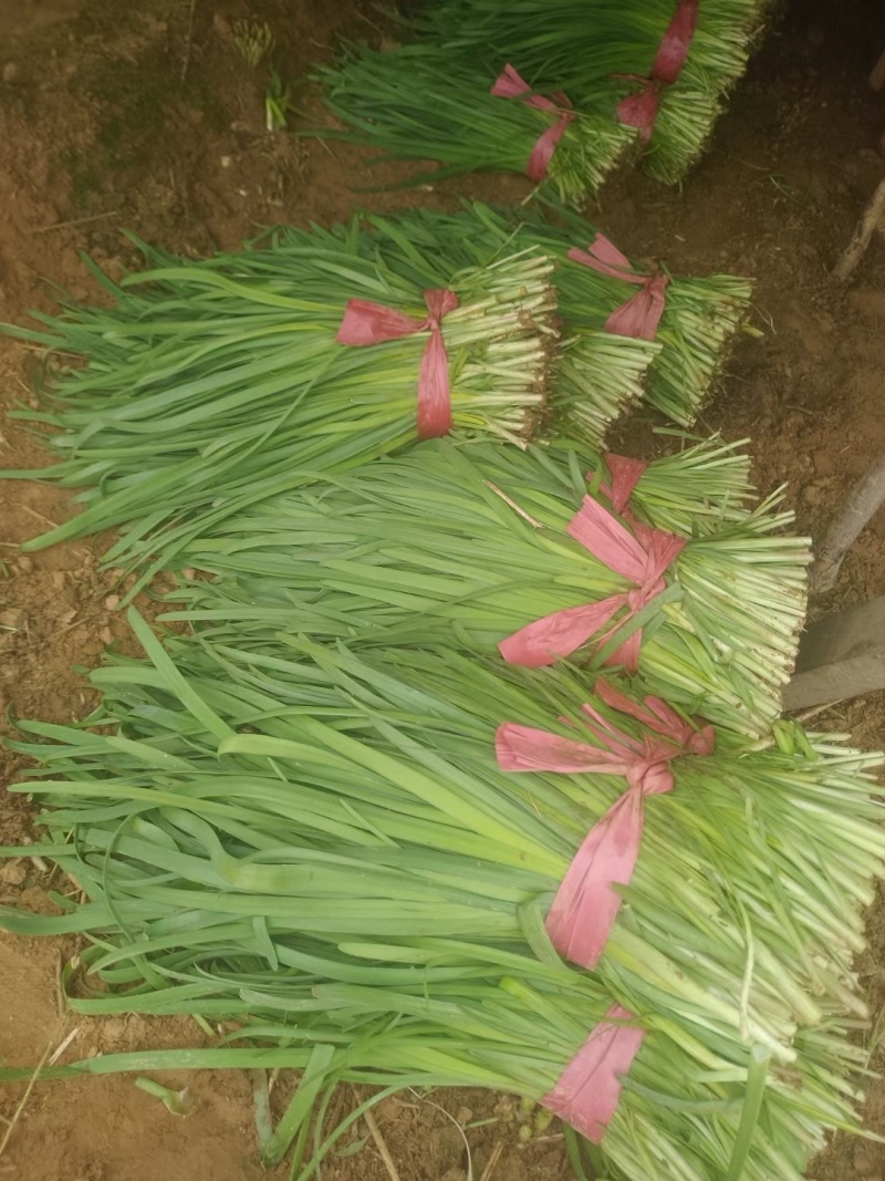 聊城莘县韭菜现已大量上市，货源充足，欢迎洽谈。