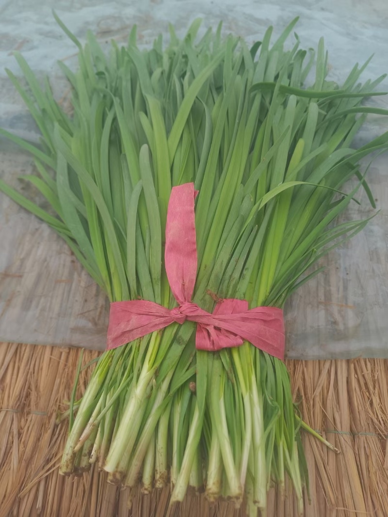 聊城莘县韭菜现已大量上市，货源充足，欢迎洽谈。