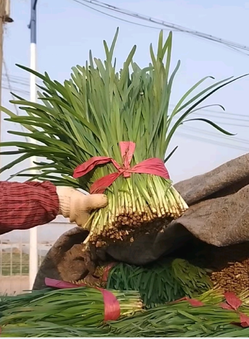 聊城莘县韭菜现已大量上市，货源充足，欢迎洽谈。